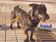kleiner sportlicher Junghund Dobby210/22 - Ruppertsecken