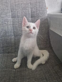 Babykatzen zu verkaufen - Castrop-Rauxel