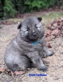 Wolfsspitz Welpen Rüden reinrassig mit VDH Ahnentafel abzugeben in 21354