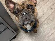 Französische Bulldogge in liebevolle Hände abzugeben - Kettenkamp