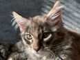 Maine coon moard in 45357