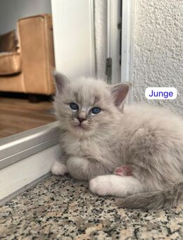 Ragdoll/Heilige Birma kitten - Breitungen (Werra)