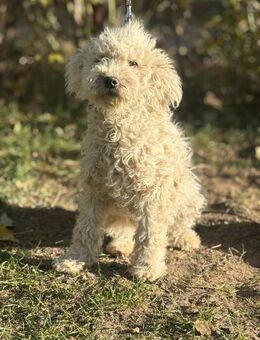 Só - bezaubernde Hündin sucht Familie! - Köln