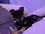 Husky-Mix Welpe sucht ein liebevolles Zuhause – im Auftrag abzugeben 🐾 - Hamburg