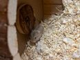 Dsungarische Hamsterbabys in 75172