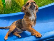 Reinrassige Langhaar - Chihuahua Welpen abzugeben - Schmitten
