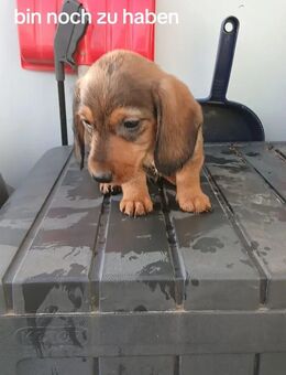 Wunderschöne Mix aus langhaar und rauhaar dackel - Hamm