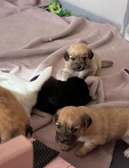 Liebevoll aufgezogene Maltichon-Aussie-Mix Welpen - Familienaufzucht mit Eltern vor Ort (Einmaliger Wurf) - Germersheim