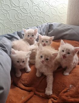 Norwegische Waldkatzen Kitten/ Kater seltene Amberfarbe o.P. - Dessau-Roßlau