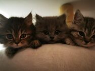 4 süße Britische Kitten abzugeben - Gommern Menz