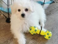 Ein süßer Bolonka Zwetna- / Zwergspitz- (Pomeranian) Welpe sucht ab sofort ein neues Zuhause - Eckernförde