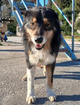 Max 💗 rundum lieber Familienhund! - Hamburg