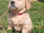 Golden Retriever Welpe ( Hündin ) - Rodgau