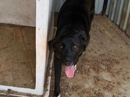 🐾 Fröhliche Junghündin Ariane 🐾 - Eislingen (Fils)