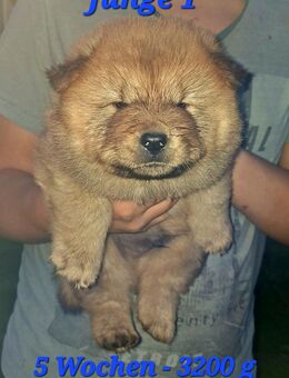 Chow-Chow Welpen - Demmin