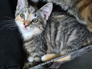 Katzenbabys Mädchen suchen ein neues Zuhause - Hamburg