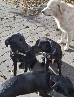 Hundewelpen zu verksufen - Schwarzheide