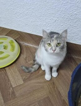 GEANINA - (schön, liebevoll, jung) - Köln