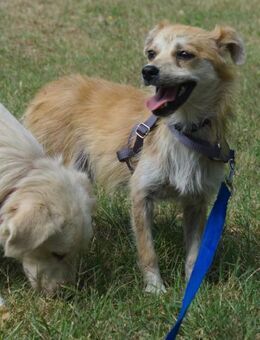 Lotte - gut verträglich - bereits in DE - Westerholt
