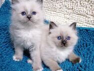 Heilige birma kitten - Geislingen (Steige)