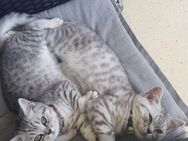 BKH Kitten (1 Mädchen und 1 Kater noch frei) - Kempten (Allgäu)