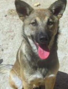 Nalani ist eine Gute-Laune-Fee 🐾 - Elsdorf (Nordrhein-Westfalen)