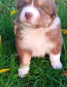 Australian-Shepherd-Welpen mit Gesundheitszeugniss und zertifizierter Augenuntersuchung - Beilstein Zentrum