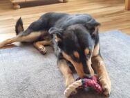 Verliebst du dich in Rollo? - München