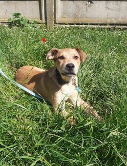 Der liebe Garas sucht ein Zuhause ! - Dortmund