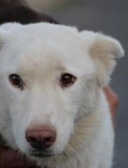 Sibi - sehr lieb u. anhänglich - Lohra