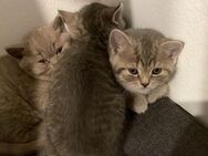 BKH kitten suchen ein wubdervolles Zuhause - Eschborn