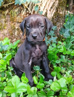 Ridgeback Labrador Welpen - Nottuln