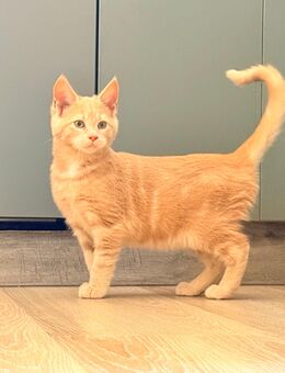 Maine Coon Bkh Mix kitten - Kirchheimbolanden
