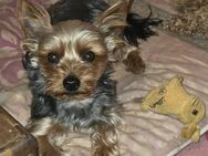 Süßer Yorkshire terrier deckrüde 4 Kilo - Bernburg (Saale)