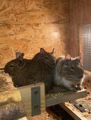 3er Degutruppe zu vermitteln (weiblich) in 53721