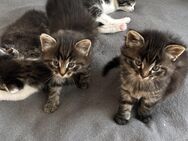 Maine Coon Mix Kitten - Koblenz