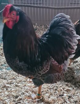 Dt Zwerg Wyandotten Hahn - Bischofsheim (Rhön)