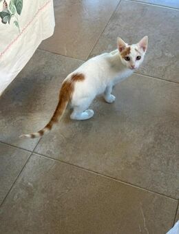 Navajo aus dem Tierschutz - Grevenbroich