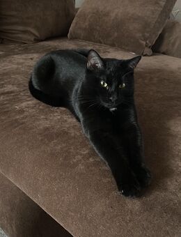 2 Jahre alte Katzen abzugeben - Schongau