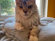 Maine Coon Katze mit Stammbaum - Ellhofen