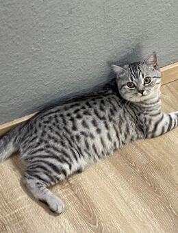 Kater 6 Monate Jung - BKH Mischling - 400€ - Berlin