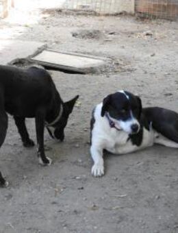Ozzy, sanfter Riese sucht neues Zuhause - Unterföhring