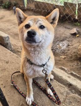 💖 Hira kleine Shiba-Inu-Hündin - Kassel