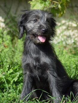 Diese tolle kleine Hündin sucht noch ein Zuhause - Angern
