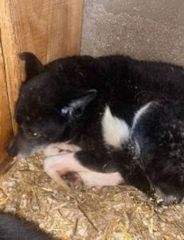 Lexi wünscht sich Geborgenheit 🐾 - Elsdorf (Nordrhein-Westfalen)