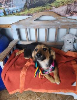 Sofia - Hündin Welpe mit mutigem Herz - Hausen (Würzburg)