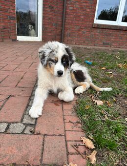 Traumhafte Australian Shepherd Welpen! - Stemwede