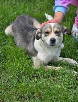 BRINA = Schatz auf vier Pfoten ♥️ - München