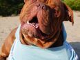 Old english bulldog Oeb Rüde sucht Traum Zu Hause in 14059
