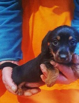 Frieda° - Wolfhagen